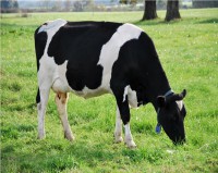 /album/fotogaleria-bovinos/acn-vaca-jpg/