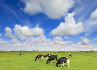 /album/fotogaleria-bovinos/blog-jpg/