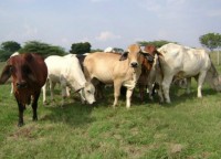 /album/fotogaleria-bovinos/bovinos-jpg/