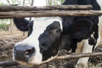 /album/fotogaleria-bovinos/fiebre-aftosa1-jpg/