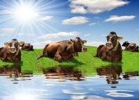 /album/fotogaleria-bovinos/nutricion-animal-jpg/