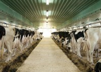 /album/fotogaleria-bovinos/produccion-animal-jpg/