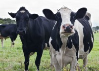 /album/fotogaleria-bovinos/produccion-animal-1-jpg/