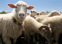 /album/fotogaleria-ovinos/gusanos-intestinales-jpg/