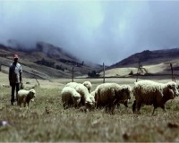 /album/fotogaleria-ovinos/maxresdefault-jpg/