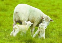 /album/fotogaleria-ovinos/ovino-uruguay-jpg/