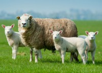 /album/fotogaleria-ovinos/salud-animal-1-jpg/