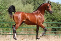 /album/fotogaleria-equinos/caba-jpg/