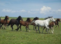 /album/fotogaleria-equinos/ndeijc-jpg/