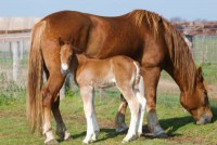 /album/fotogaleria-equinos/parasitosis-interna-en-caballos-21-jpg/