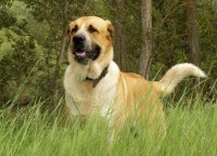 /album/fotogaleria-caninos-y-felinos/blog2-jpg/