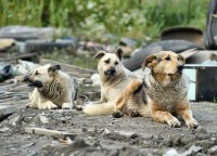 /album/fotogaleria-caninos-y-felinos/dermatologia-veterinaria-portada-jpg/