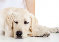 /album/fotogaleria-caninos-y-felinos/enfermedades-de-perros-jpg/