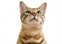 /album/fotogaleria-caninos-y-felinos/lavet-portada-1-2-jpg/