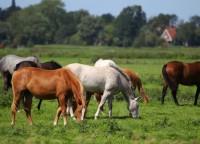 /album/fotogaleria-especies/antibioticos-betalactamicos-jpg1/