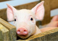 /album/fotogaleria-especies/cerdos-11-jpg1/