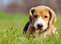 /album/fotogaleria-especies/desparasitante-natural-para-perros-jpg1/