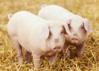 /album/fotogaleria-especies/diagnostico-veterinario-jpg1/