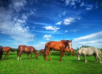 /album/fotogaleria-especies/encefalitis-equina-jpg1/